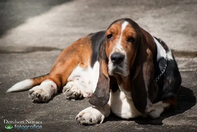 Basset Hound: Low Energy, Sky-High Patience (Image Credits: Flickr)