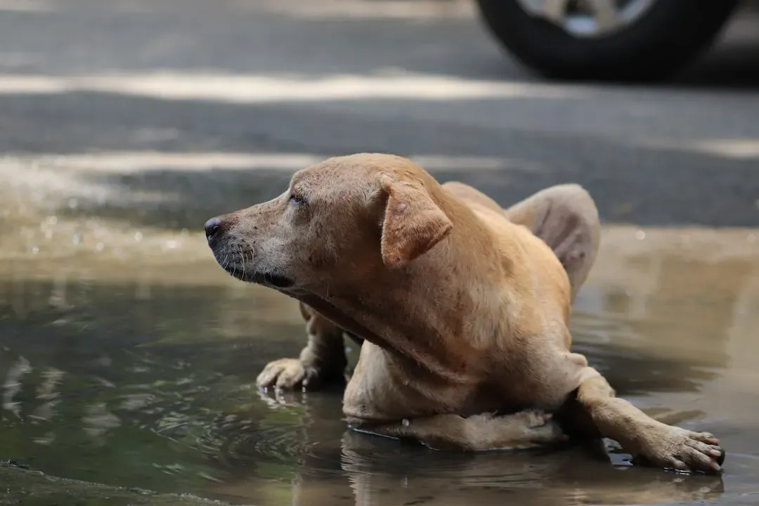 Know the Warning Signs of Heatstroke in Any Dog (Image Credits: Unsplash)