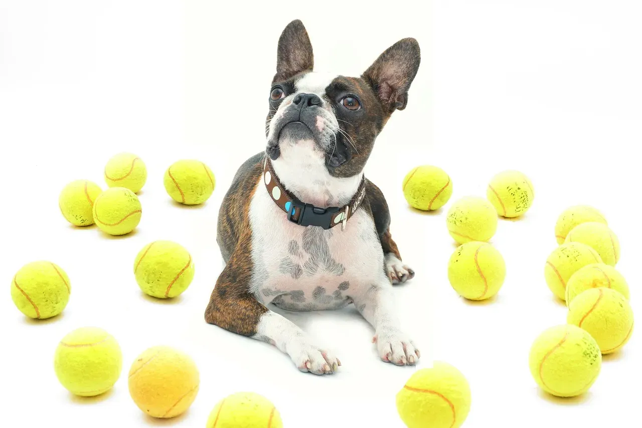 Tennis Ball Treat Dispenser (Image Credits: Pixabay)