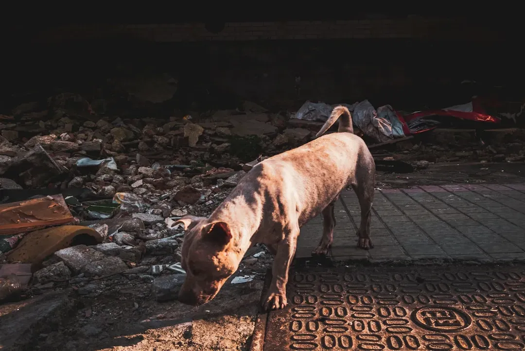 #11 - The Midnight Potty Walk That Became a Map (Image Credits: Unsplash)