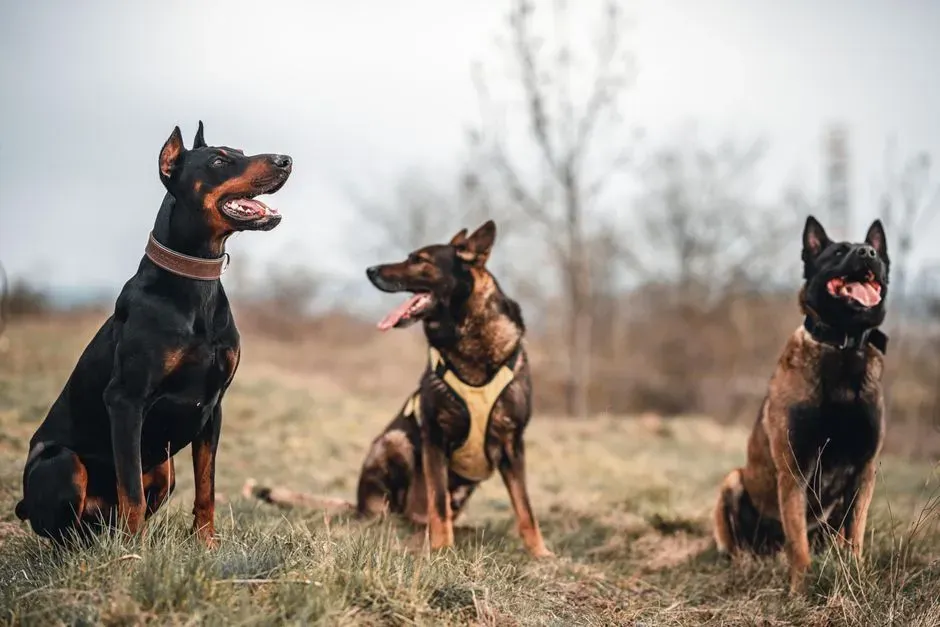 Conclusion: It Is Not the Breed’s Fault - But It Is Our Responsibility (Image Credits: Pexels)