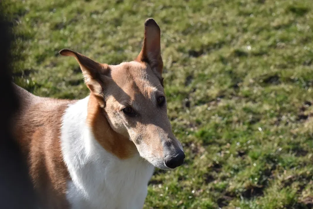 Part 2: The 8 Breeds Surprisingly Gentle with Furniture (Image Credits: Unsplash)