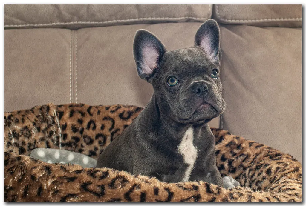 The Lovable French Bulldog (Image Credits: Flickr)