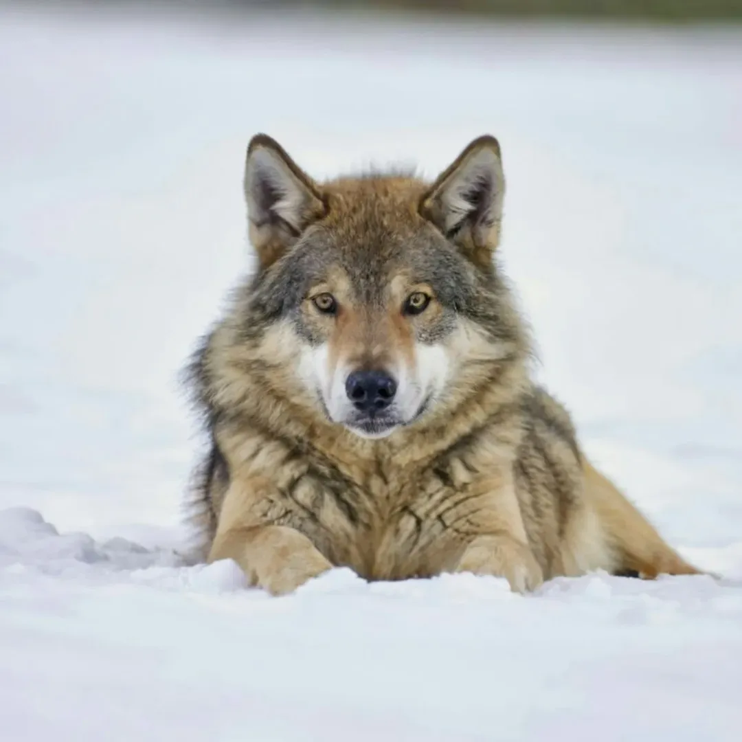 #3. Gemini (May 21 – June 20): The Eastern Timber Wolf (Image Credits: Unsplash)