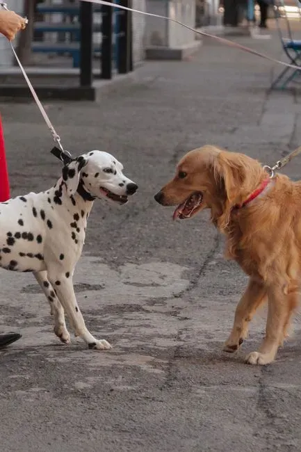 4. Go Slow With Introductions to People and Pets (Image Credits: Pexels)