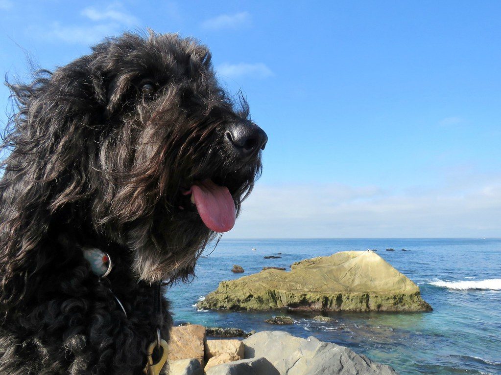 They're Expressing Specific Needs (And Yes, They Know What They Want) (Image Credits: Flickr)