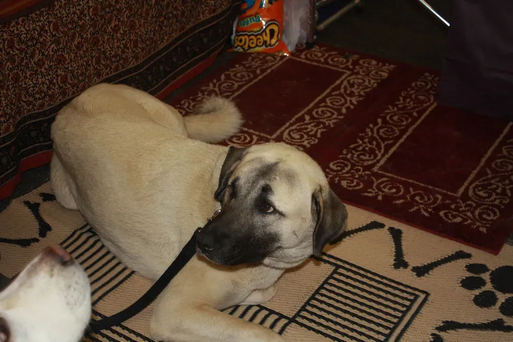 2. Anatolian Shepherd: The Tireless Territorial Patrol Dog (Fido Factor, Flickr, CC BY-SA 2.0)