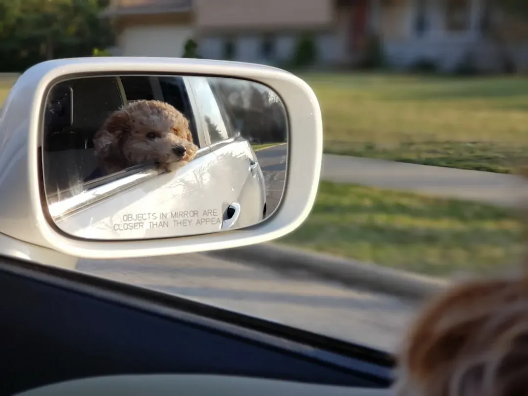 6 - The Day They Met Their Own Reflection (Image Credits: Unsplash)
