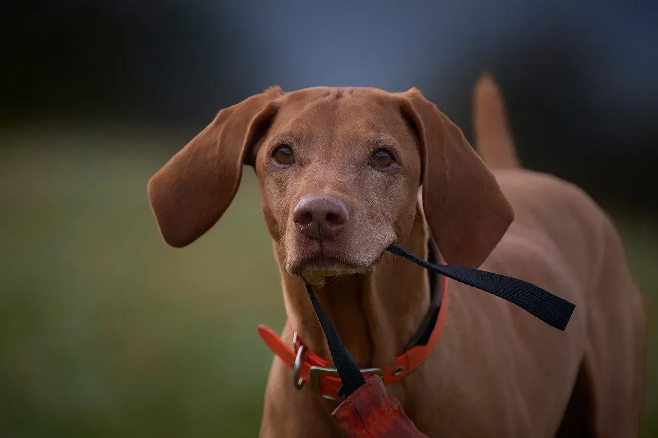 Vizsla: The Sporty Sidekick Who Lives for You (Image Credits: Pixabay)