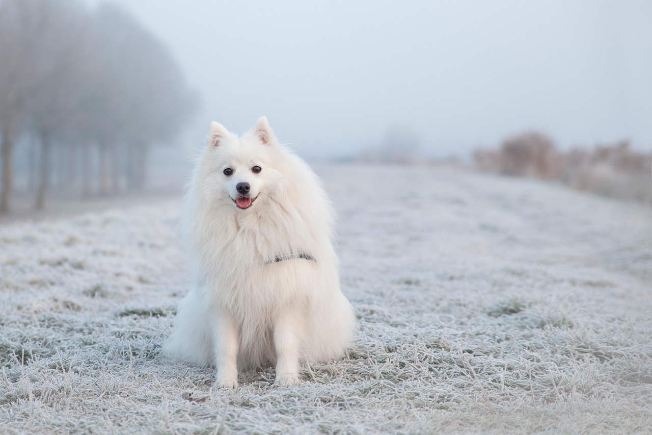 Keeshond - The Fluffy Dutch Winter Expert (Image Credits: Pixabay)