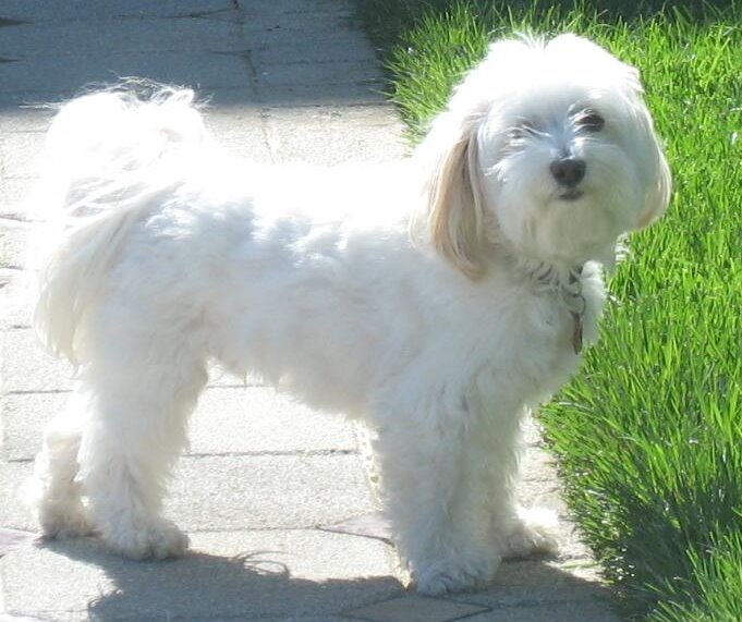 Pisces: The Havanese Sensitivity (Image Credits: Wikimedia)