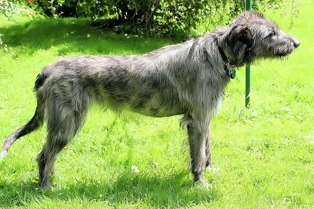 14. Irish Wolfhound (Image Credits: Flickr)