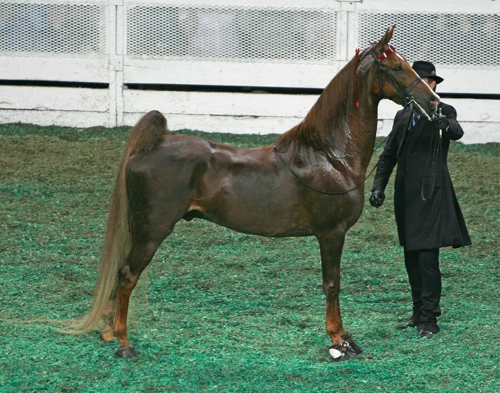 6. Saddlebred (Image Credits: Wikimedia)