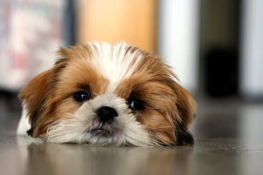 When Pain Is Whispering Through Behavior (Image Credits: Flickr)