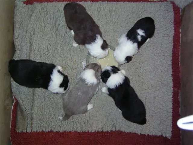 Setting Up a Safe Whelping Box for Cold Weather (Image Credits: Wikimedia)