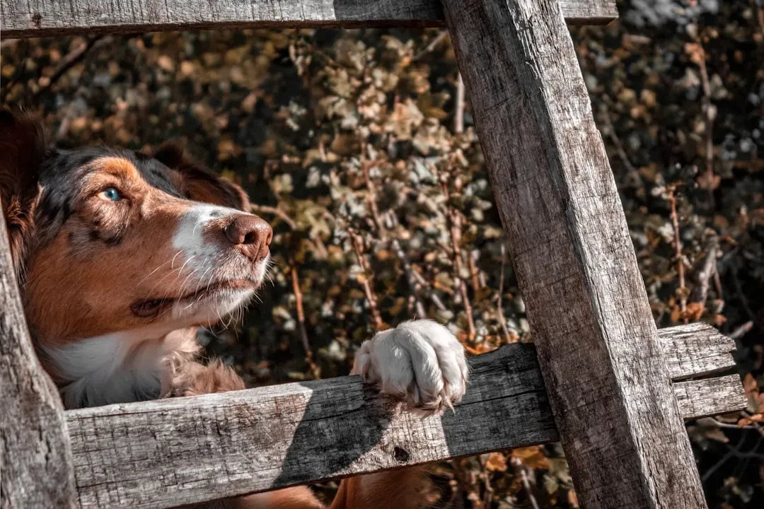 How Freezing Fits into the Ladder of Canine Communication (Image Credits: Unsplash)