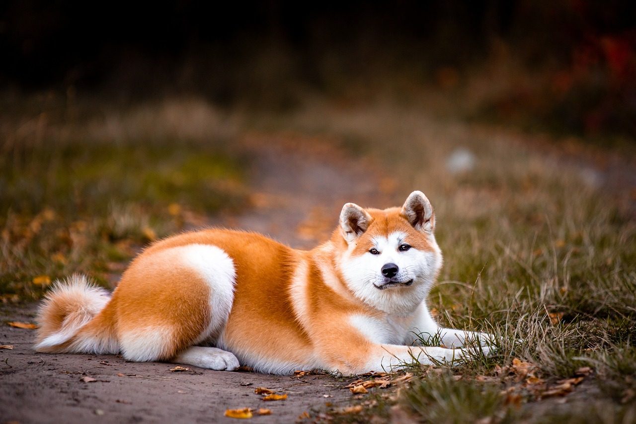 Akitas: Independent Thinkers, Not Troublemakers (Image Credits: Pixabay)