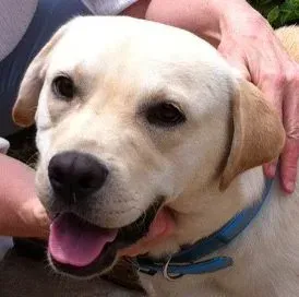 Labrador Retriever's Golden Heart (Image Credits: Wikimedia)
