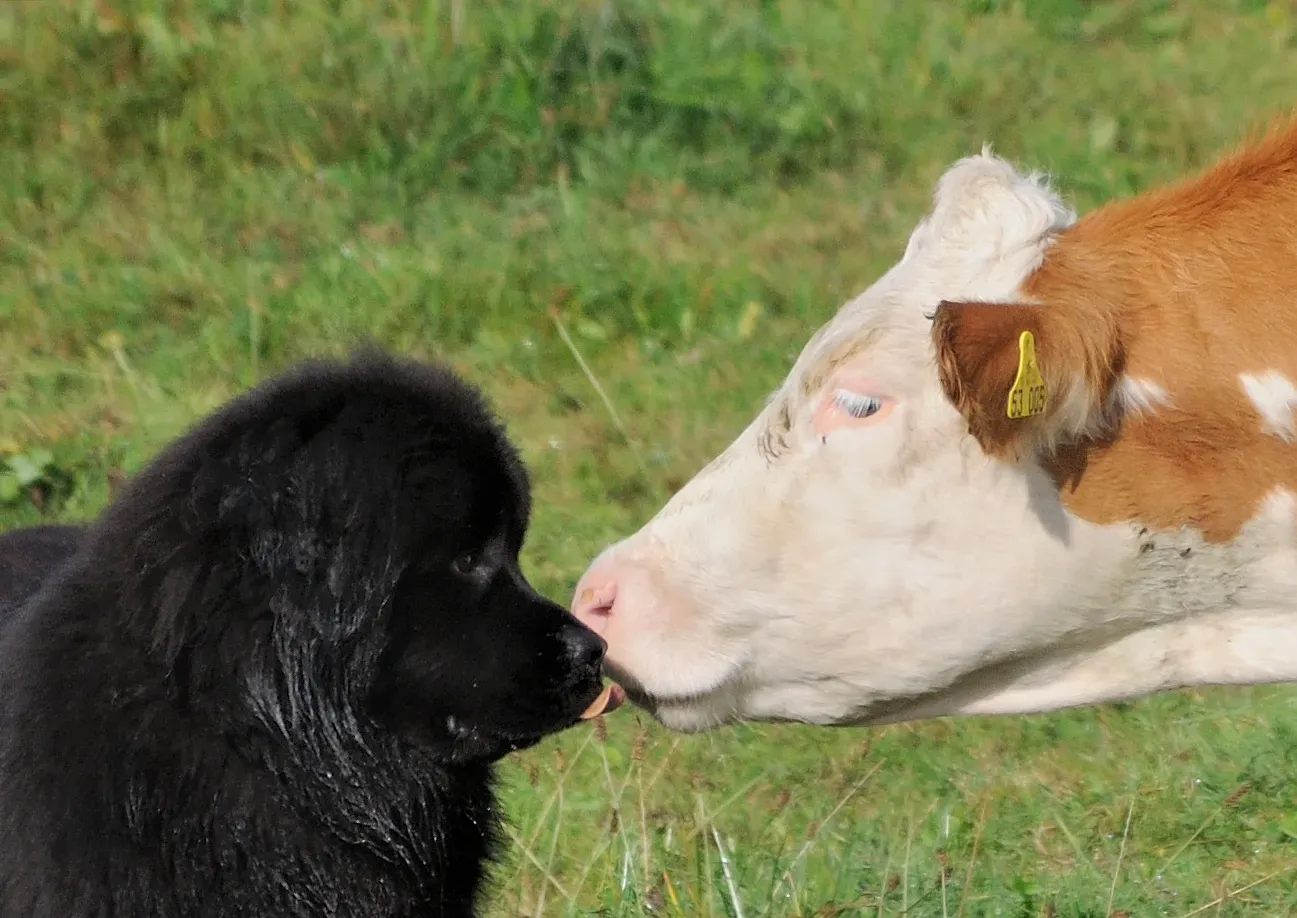 Conclusion: That Morning Lick Is a Love Language Worth Understanding (Image Credits: Wikimedia)