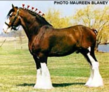 Regal Leo Shines with Commanding Clydesdales (Image Credits: Flickr)