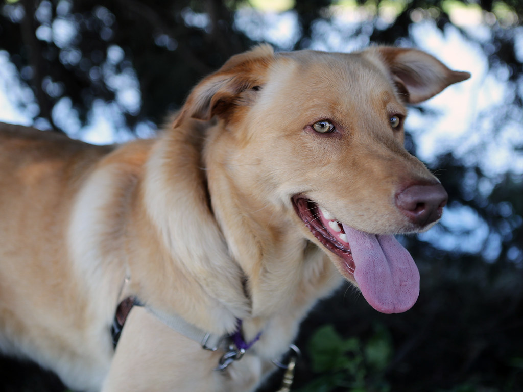 Female Dogs Need One Litter Before Spaying (Image Credits: Flickr)