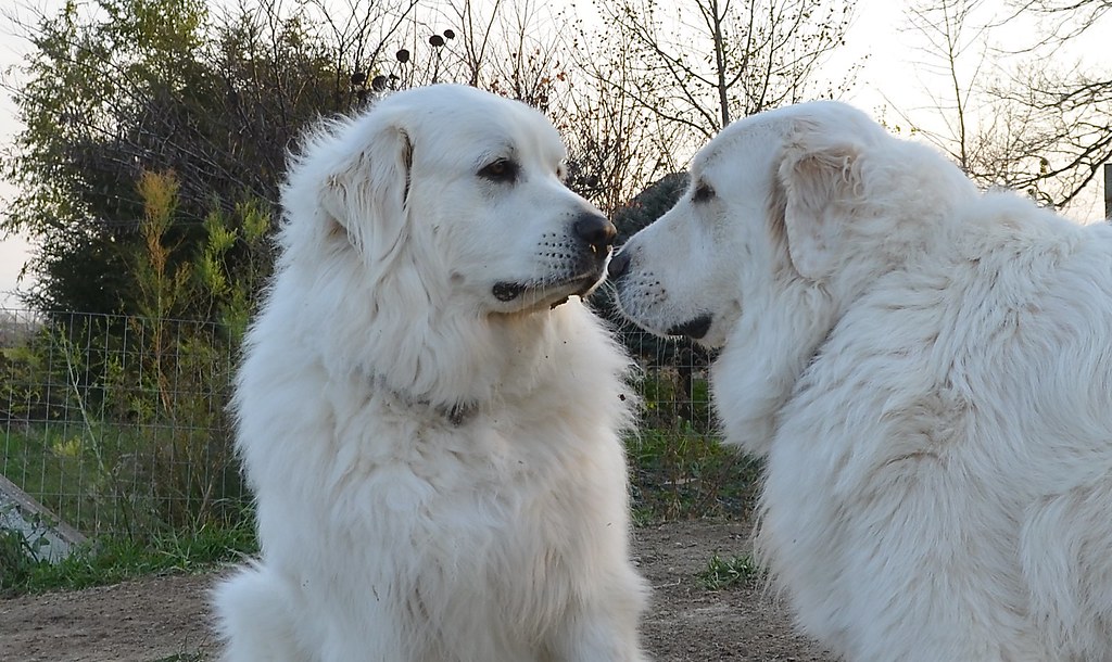 Their Extraordinary Scent Detection Abilities (Image Credits: Flickr)