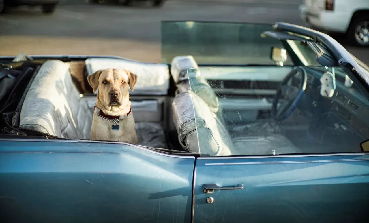 Labrador Retriever: The Ultimate Road Trip Companion (Image Credits: Wikimedia)