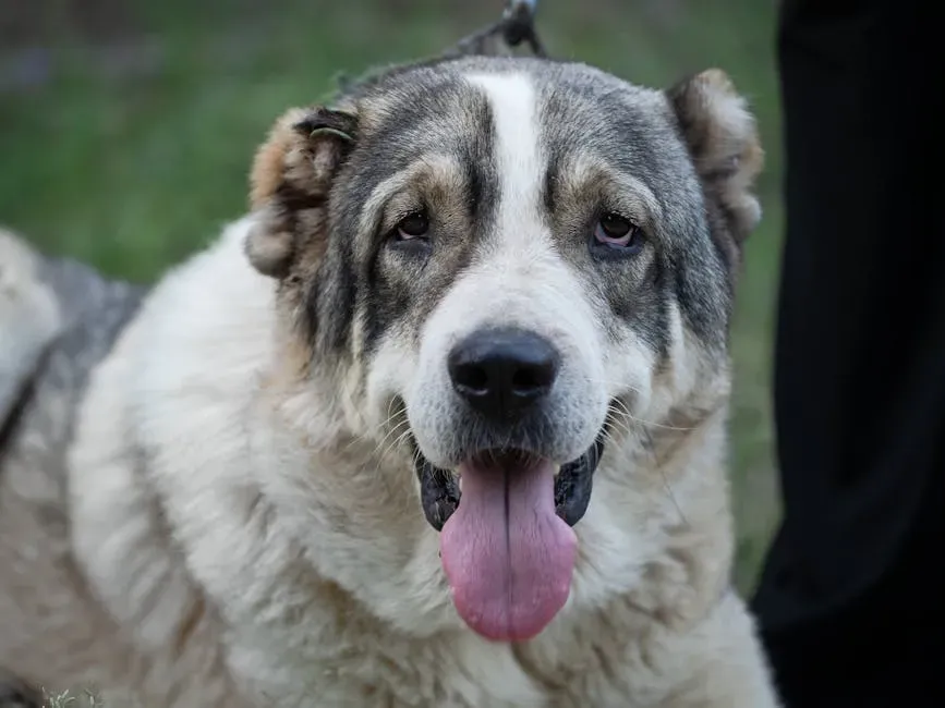6. The Alabai (Central Asian Shepherd): The Ancient Warrior of the Steppes (Image Credits: Pexels)