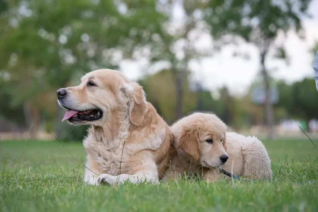 #10 Should Adopt: The Golden Retriever - Reliable, Warm, and Built for Connection (Image Credits: Unsplash)