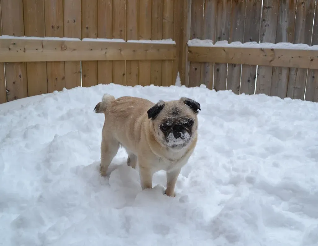 Pug (Image Credits: Flickr)