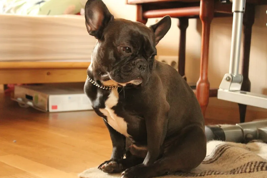 #10 - Nonstop Itching and Ear Infections Called "Just How They Are" (Image Credits: Unsplash)