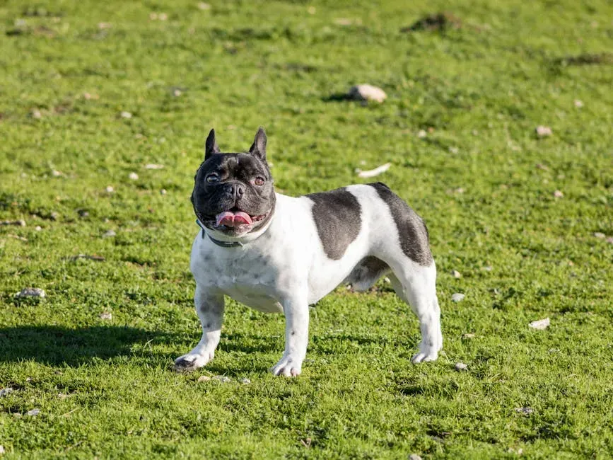 #12: French Bulldog - Low-Key, Adaptable, and Pleasantly Undemanding (Image Credits: Pexels)