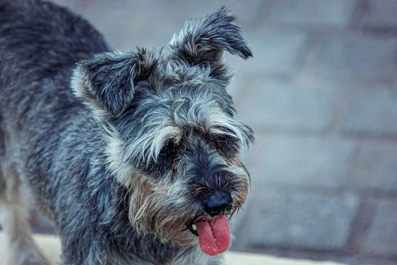 The Miniature Schnauzer: The Watchful Barker (Image Credits: Pixabay)