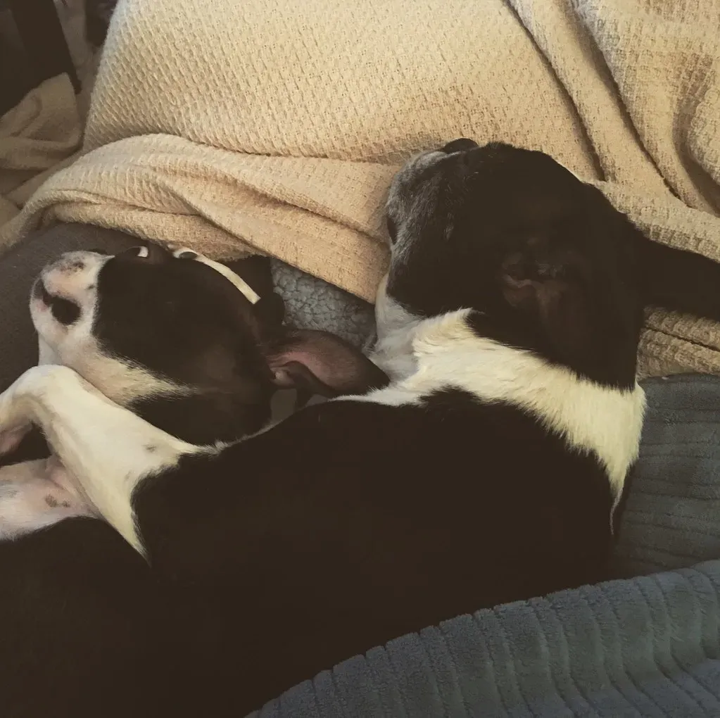 They Make Cuddle Time a Two-Way Emotional Exchange (Image Credits: Flickr)