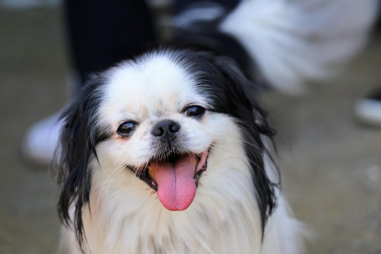 Japanese Chin: The Cat-like Canine (Image Credits: Pixabay)