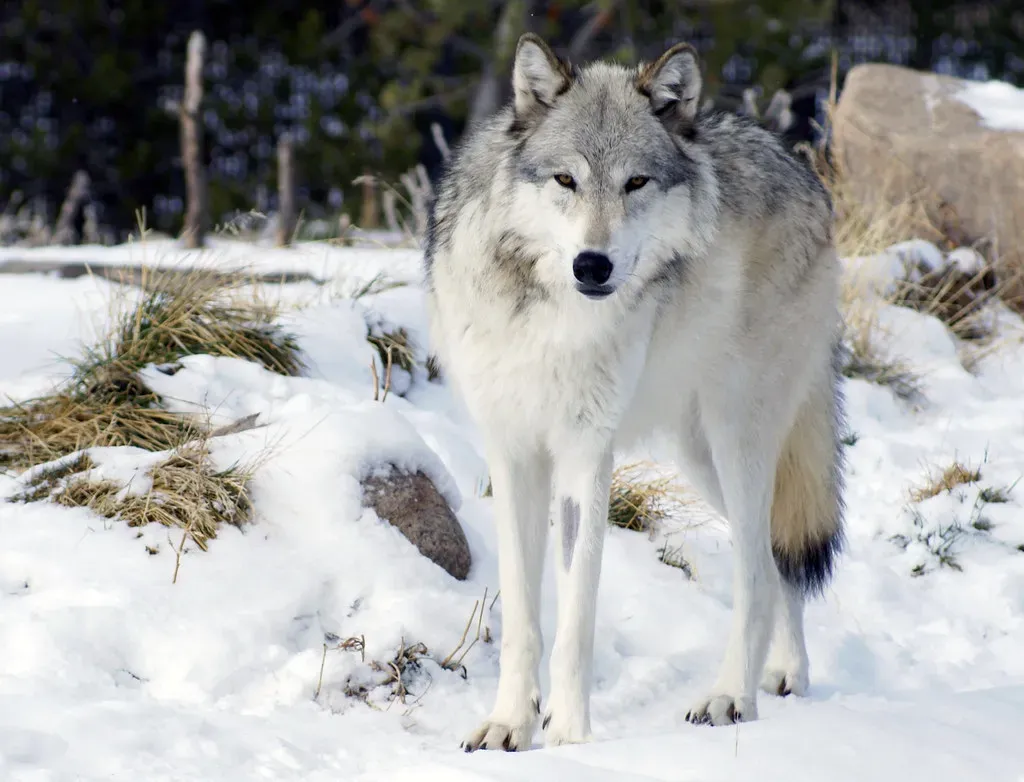So Which Wild Canine Are You Really Most Like? (OnyxDog86, Flickr, CC BY 2.0)