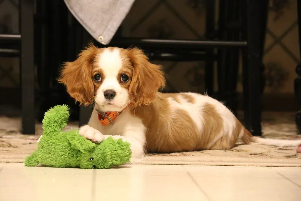 3. Cavalier King Charles Spaniel: Calm, Cuddly, and Completely Devoted (jqpubliq, Flickr, CC BY 2.0)