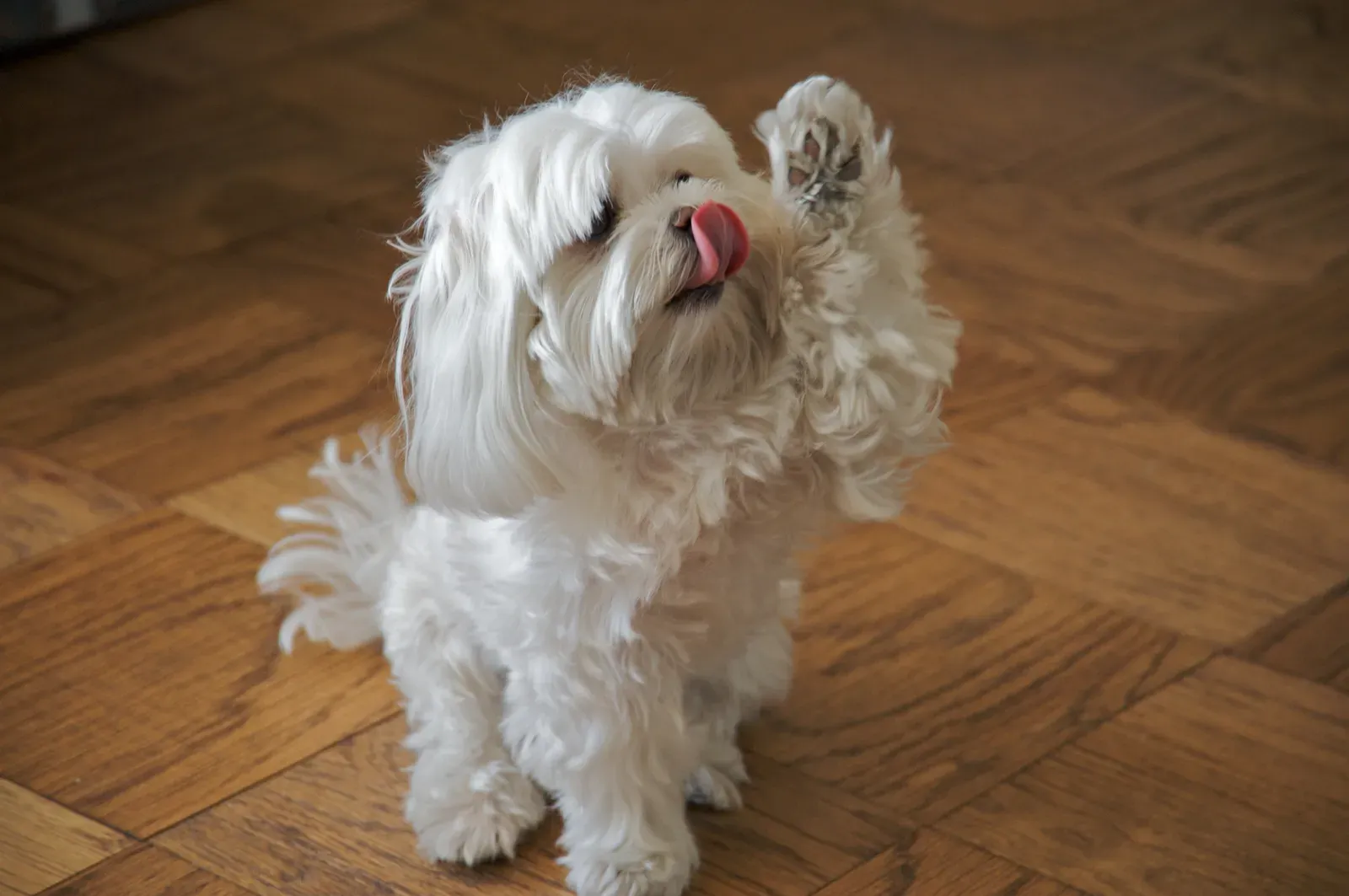 What You Can Do at Home (And What You Absolutely Should Not Do) (Flickr: Okay, I've done that stupid trick of sticking my paw up in the air. Now where's that tasty treat you promised me?, CC BY-SA 2.0)
