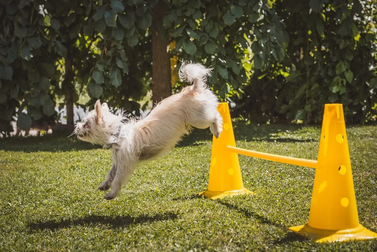 4. Set Up a Backyard Obstacle Course or Treasure Hunt (Image Credits: Pixabay)