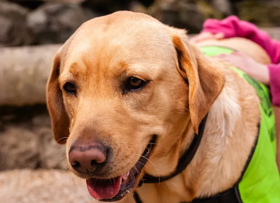 #1. Labrador Retriever (Image Credits: Pexels)