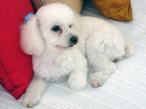 Virgo: The Perfectionist Planner (August 23 - September 22) (Image Credits: Flickr)