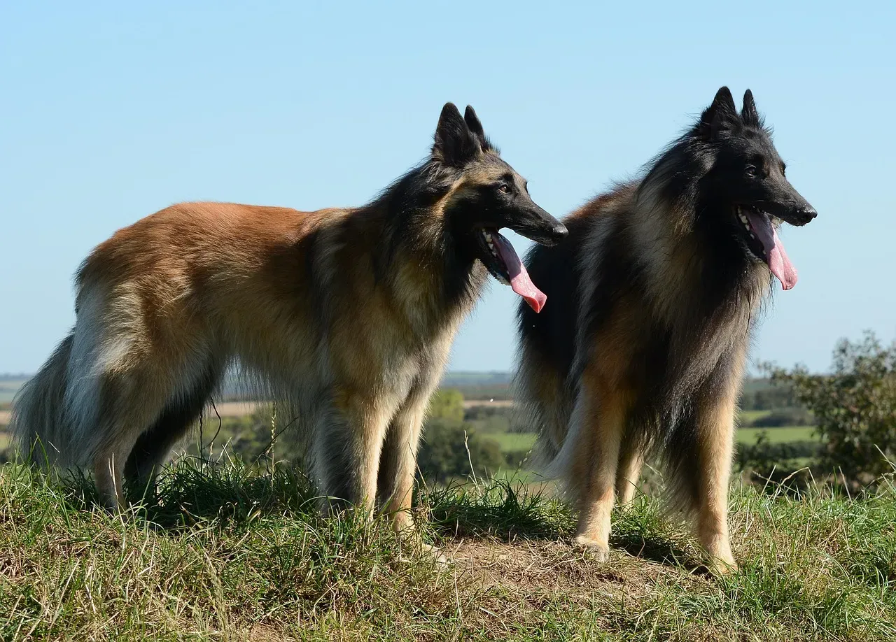 #14 - Belgian Tervuren: The Unsung Herding Prodigy (Image Credits: Pixabay)
