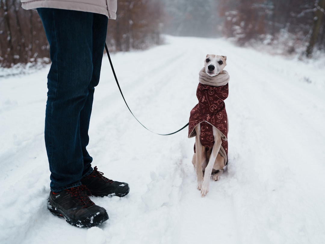 Whippet: Racing Hearts Need Warm Starts (Image Credits: Unsplash)