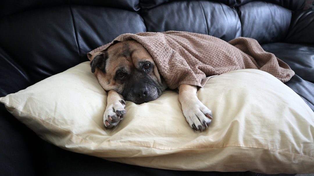 Understanding How Weighted Blankets Create Calm (Image Credits: Unsplash)