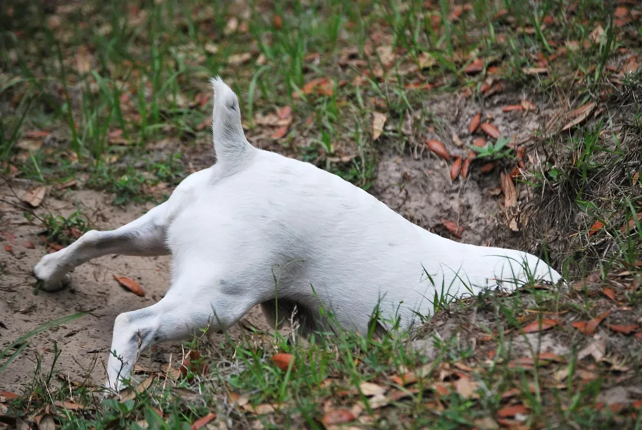 #4 Destructive Digging (Image Credits: Pixabay)