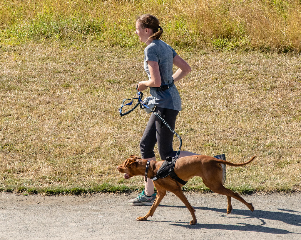 Boston: Historic Charm Meets Modern Dog Culture (Image Credits: Flickr)