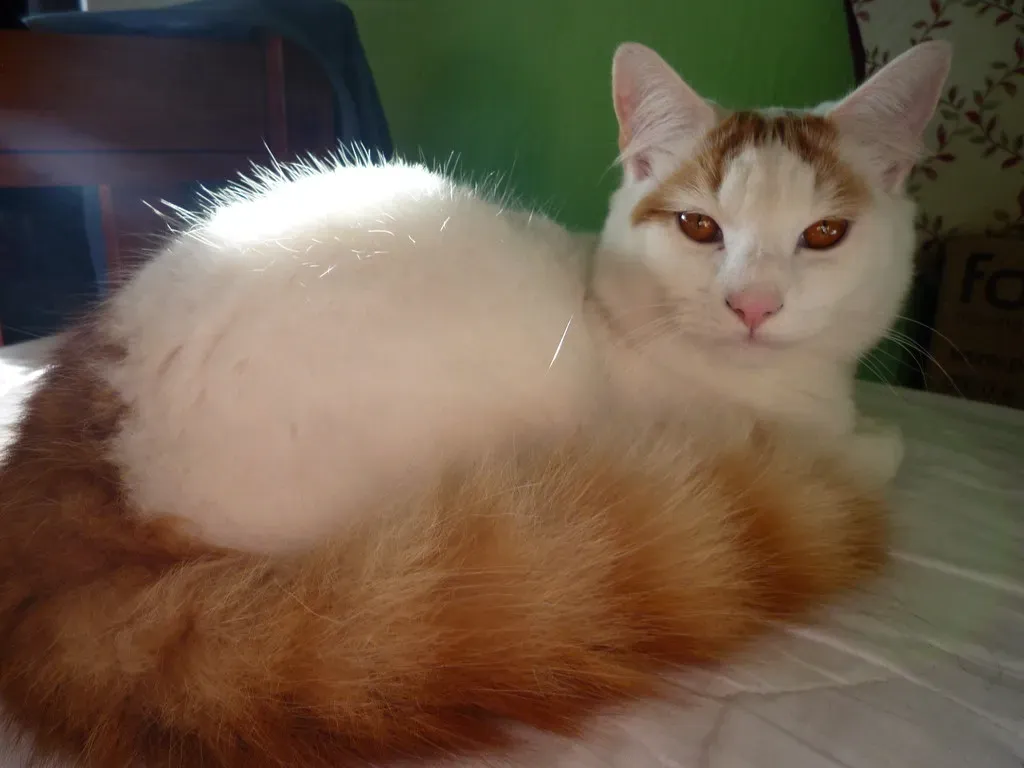 Turkish Van: Water-Loving Athlete With a Strong Will (Effervescing Elephant, Flickr, CC BY-SA 2.0)