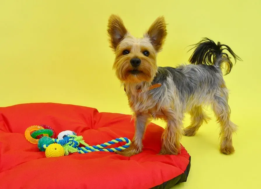 Variations Across Different Dogs (Image Credits: Pexels)