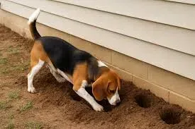 4. Digging Their Way to China (Image Credits: Beagle digging: Reddit)