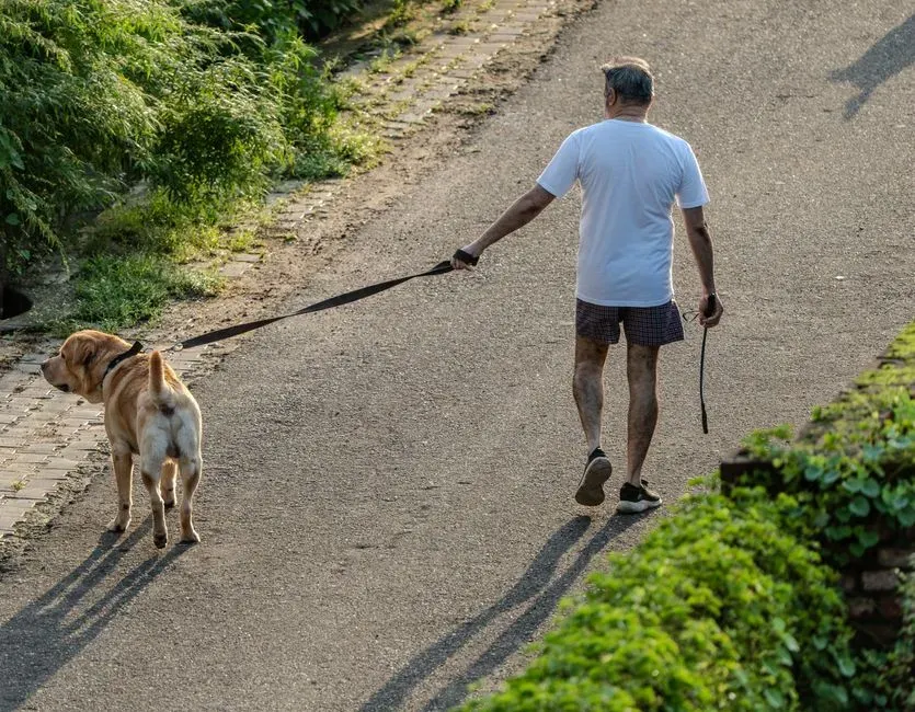 Losing Interest in Walks and Games They Once Loved (Image Credits: Pexels)